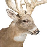 39 Point Non-Typical Whitetail Deer - 4 of 6