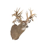 45 Point Hunting Preserve Non-Typical Whitetail Deer
