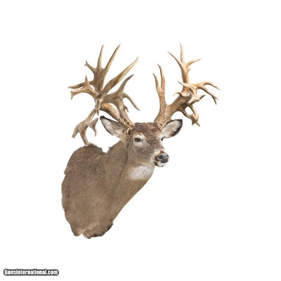 45 Point Hunting Preserve Non-Typical Whitetail Deer