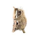 Porcupine Full Mount Taxidermy