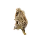Porcupine Full Mount Taxidermy - 3 of 5