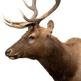 6 x 6 Elk Shoulder Mount - 5 of 6