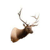 6 x 6 Elk Shoulder Mount - 3 of 6