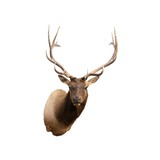 6 x 6 Elk Shoulder Mount - 4 of 6