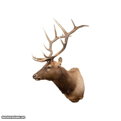 6 x 6 Elk Shoulder Mount