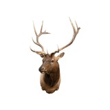 6 x 6 Elk Shoulder Mount - 2 of 6