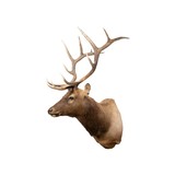 6 x 6 Elk Shoulder Mount - 1 of 6