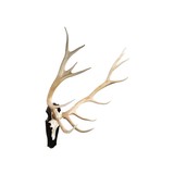 Elk Euro Mount - 3 of 5