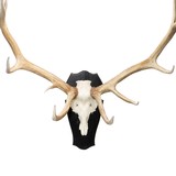 Elk Euro Mount - 4 of 5