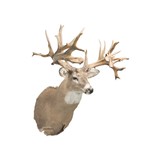 40 Point Whitetail Deer Shoulder Mount - 3 of 5
