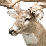 40 Point Whitetail Deer Shoulder Mount - 4 of 5