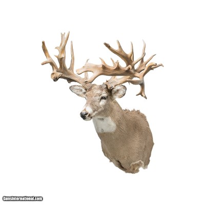 40 Point Whitetail Deer Shoulder Mount