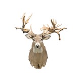 40 Point Whitetail Deer Shoulder Mount - 2 of 5