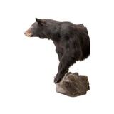 Black Bear Shoulder Mount - 4 of 6