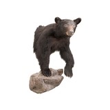 Black Bear Shoulder Mount - 1 of 6