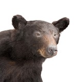 Black Bear Shoulder Mount - 5 of 6