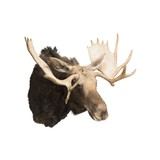Shiras Moose Shoulder Mount - 2 of 5