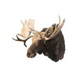 Shiras Moose Shoulder Mount - 1 of 5
