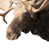 Shiras Moose Shoulder Mount - 4 of 5