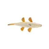 Tom Singleton Spearfish Decoy - 3 of 4