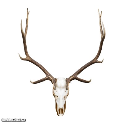 Euro Elk Mount