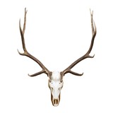 Euro Elk Mount - 1 of 5