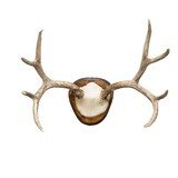 Mule Deer Rack - 1 of 5