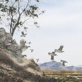 Chukars by David Hagerbaumer - 3 of 5