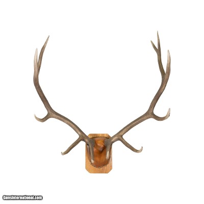 North Idaho 6 x 6 Elk Rack