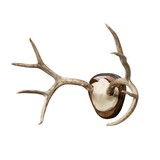 Mule Deer Rack - 3 of 5