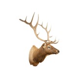 Montana Elk - 4 of 6