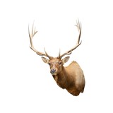 Montana Elk - 2 of 6