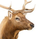 Montana Elk - 5 of 6