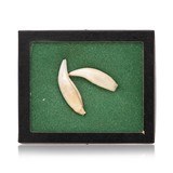 Pair Grizzly Teeth - 1 of 3