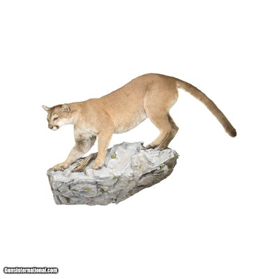Huge Cougar Mount