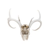 Whitetail Skull - 4 of 5