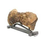 Cretaceous Period Hedrosaur Bone - 3 of 6