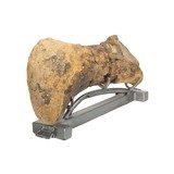 Cretaceous Period Hedrosaur Bone - 4 of 6