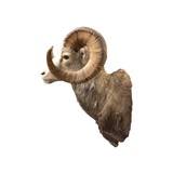 Stone Ram - 4 of 5