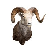 Stone Ram - 2 of 5