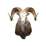 Stone Ram - 3 of 5