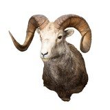 Stone Ram - 1 of 5