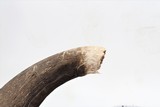 Single Genuine Dall Ram Horn - 4 of 6