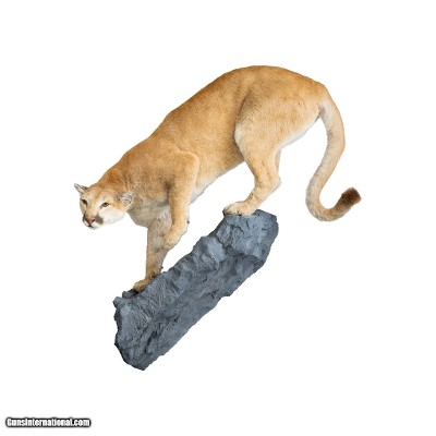 Idaho Cougar Full Body Mount