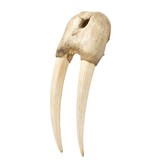 Walrus Skull With Tusks - 2 of 7