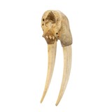 Walrus Skull With Tusks - 5 of 7