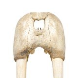 Walrus Skull With Tusks - 3 of 7