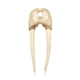 Walrus Skull With Tusks - 1 of 7