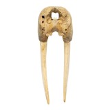 Walrus Skull With Tusks - 4 of 7