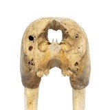 Walrus Skull With Tusks - 6 of 7